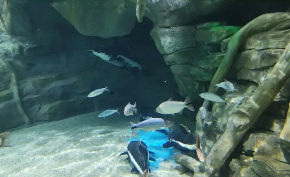 如何解決海洋館空氣潮濕問題？